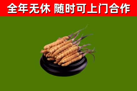 南京回收冬虫夏草